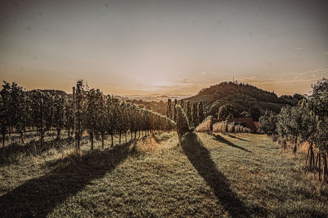 Weingut des Monats Winzer Vinofaktur