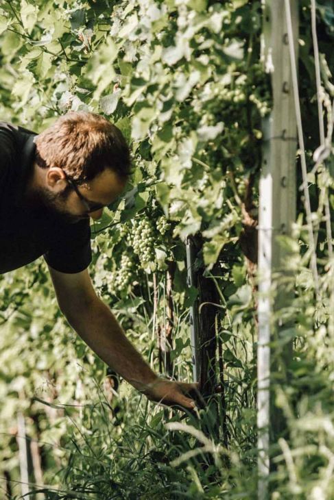 Weingut des Monats Winzer Vinofaktur